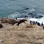 San Diego Coast Line